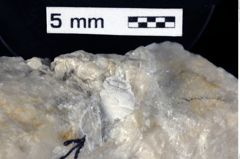 Foto (Detailansicht) von Decapoda indet. (NHMW-GEO-1990-0041-0400)